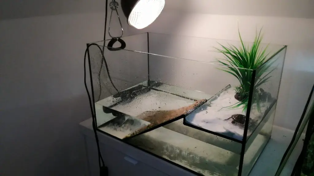 Best Way To Clean Turtle Tank
