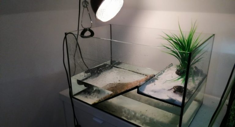 Image showcasing Best Way To Clean Turtle Tank - 4 EASY Steps [with Pictures] | TurtlePets