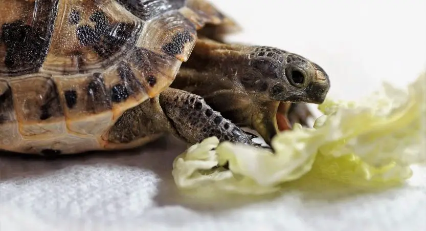 You are currently viewing Can Turtles Eat Lettuce? Best Food Advice