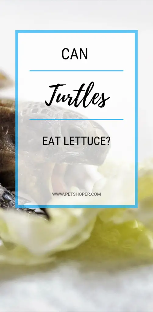 Can Turtles Eat Lettuce pin