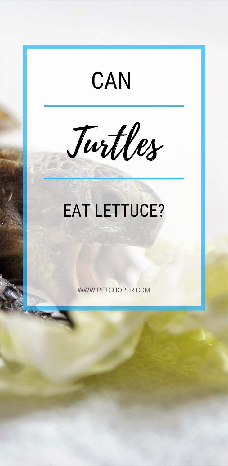 Can Turtles Eat Lettuce? Best Food Advice | TurtlePets