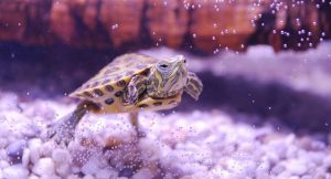 Read more about the article Do Turtles Sleep In Water? [Best Ultimate Guide]