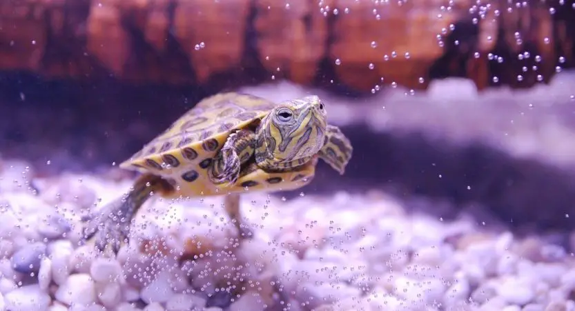 Do Turtles Sleep In Water? [Best Ultimate Guide] | TurtlePets