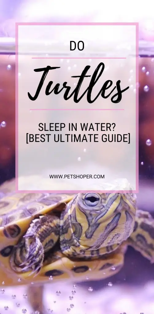 do Turtles Sleep In Water pin