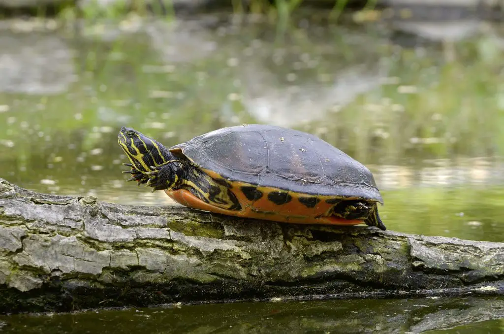 Can A Turtle Bask Too Much