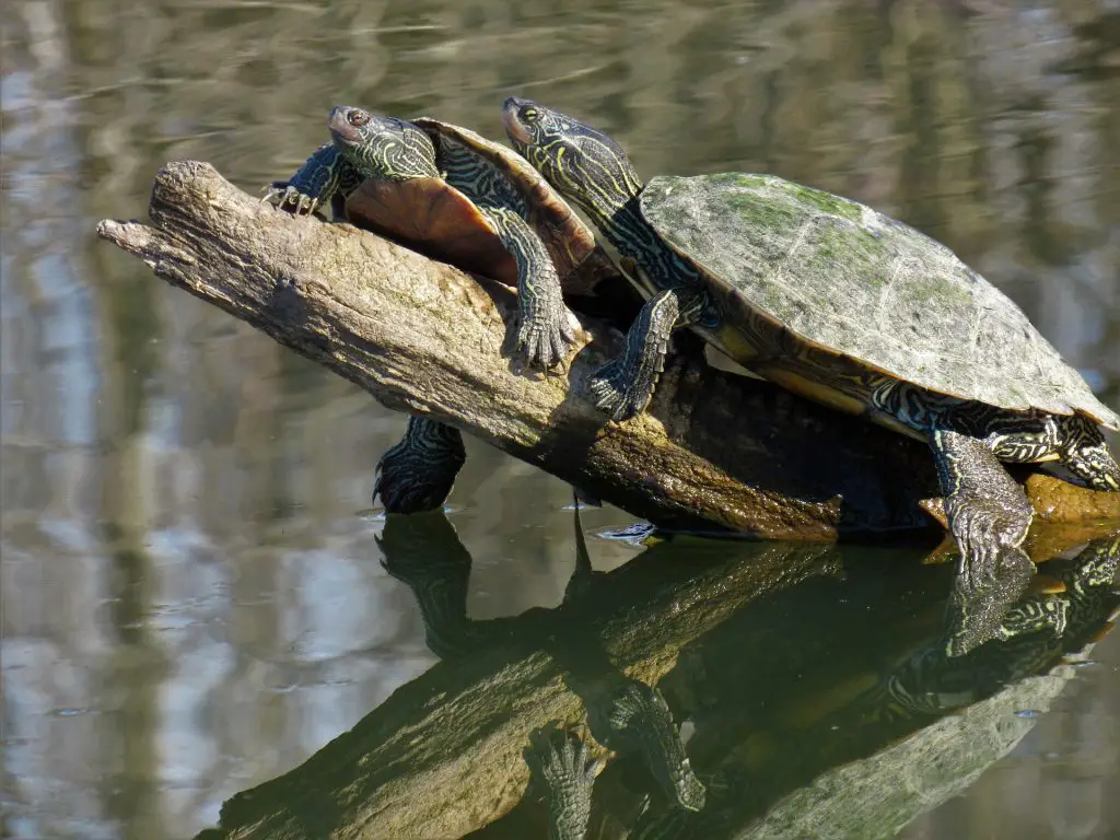  Las tortugas Tienen Aletas O Pies