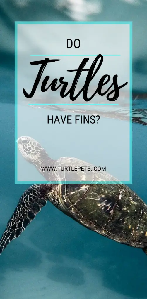 Do Turtles Have Fins pin