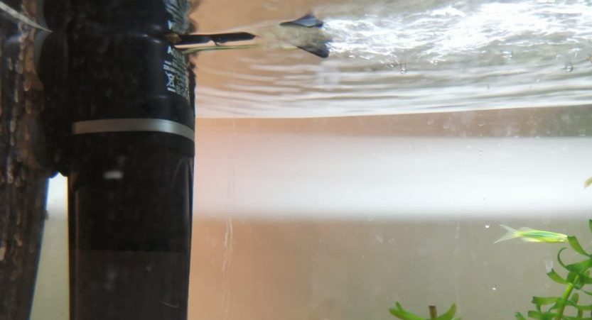 You are currently viewing Turtle Tank Filters – 7 Best Options For Your Turtle Tank