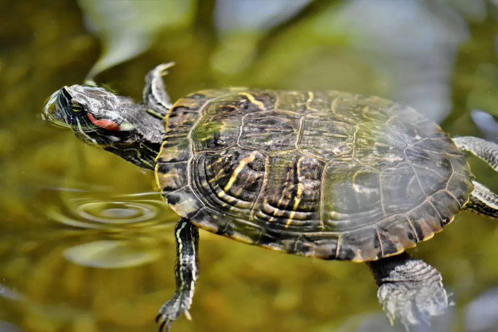 Wie sieht eine Schildkröte aus?