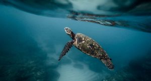 Read more about the article Do Turtles Have Fins?