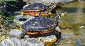 Read more about the article How Long Do Turtles Bask? 3 Great Basking Platforms