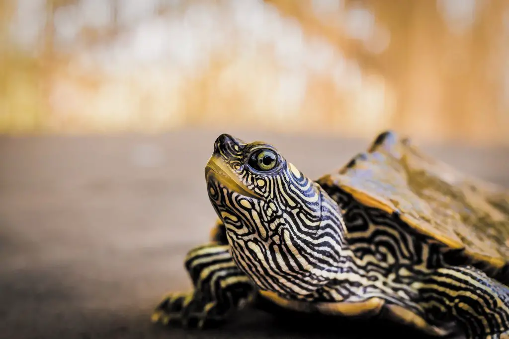 Adopt A Turtle Organization