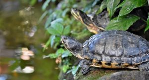 Read more about the article Are Turtles Nocturnal Or Diurnal? [With Pictures]