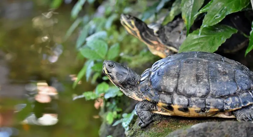 You are currently viewing Are Turtles Nocturnal Or Diurnal? [With Pictures]