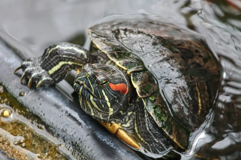 Can Red Eared Slider Hiss