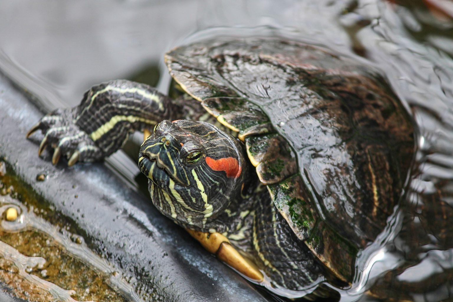 a red eared slider turtle in a tank