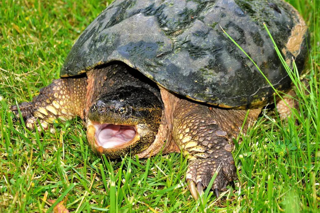 Do Snapping Turtles Hiss
