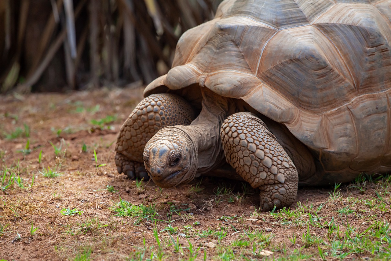 Why Do Turtles Cry? Do Butterflies Drink Turtle Tears? | TurtlePets