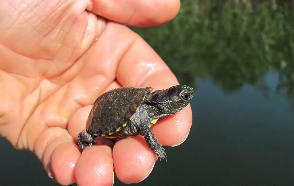 Do Turtles and Tortoises Have Teeth? All You Need To Know ...