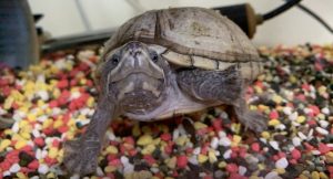Read more about the article Do Turtles Have Feelings or Emotions? [Happy, Sad, Bored]