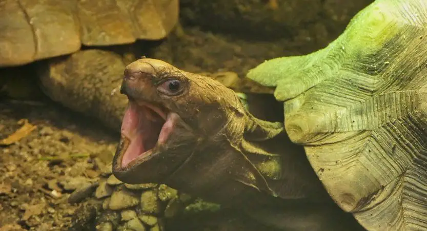 You are currently viewing Do Turtles and Tortoises Have Teeth? All You Need To Know!