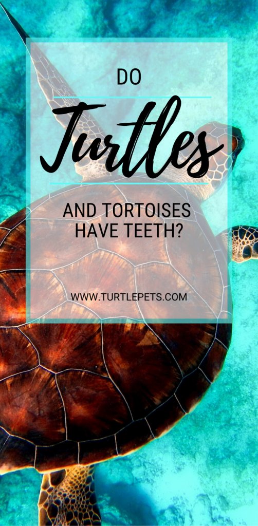 Do Turtles and Tortoises Have Teeth pin