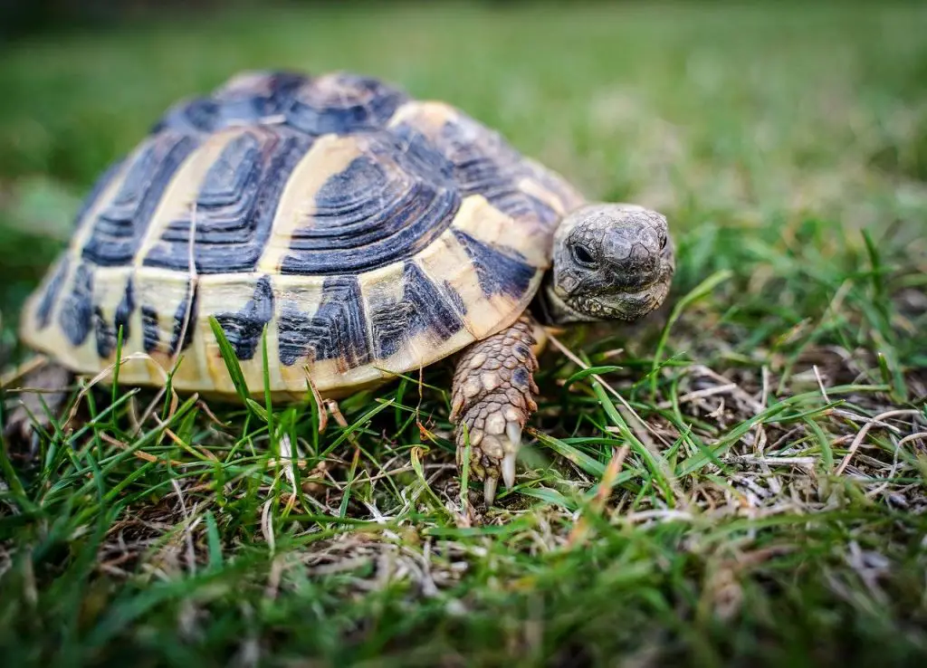 How To Take Care Of A Land Turtle