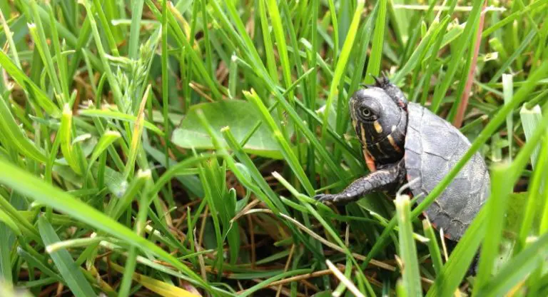 How To Take Care Of Baby Water Turtles [With Video Guide] | TurtlePets