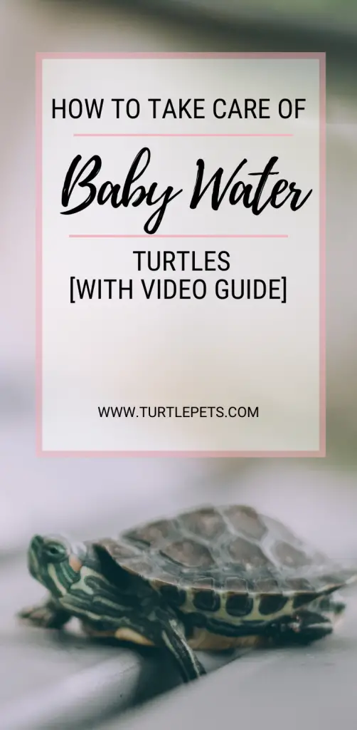 How To Take Care Of Baby Water Turtles pin