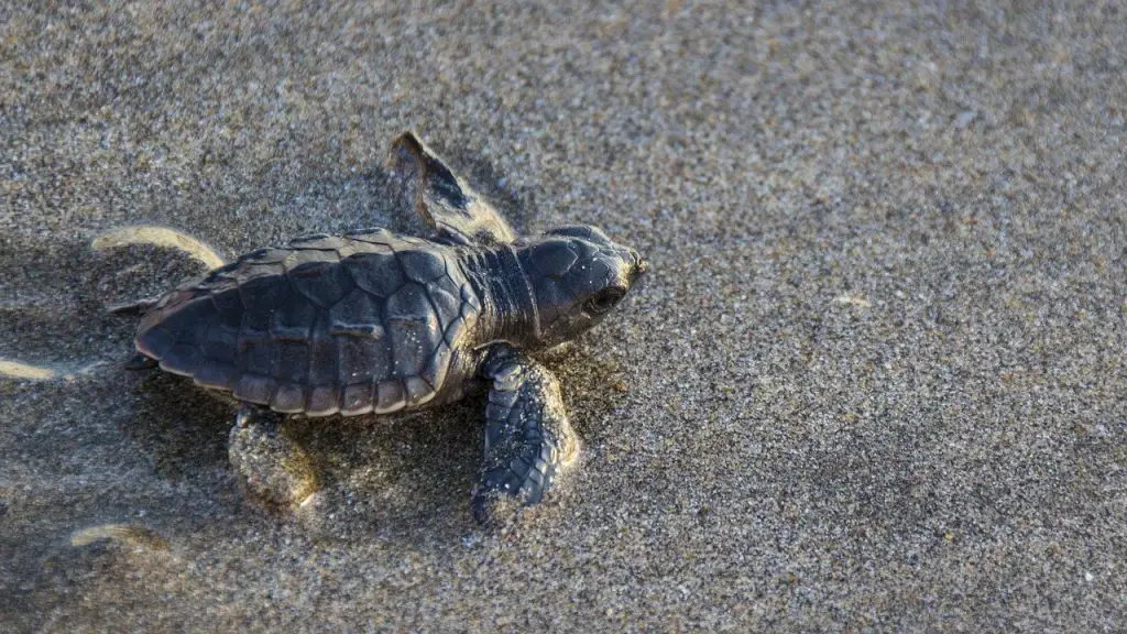 Ideal Water Temperature for Baby Turtles