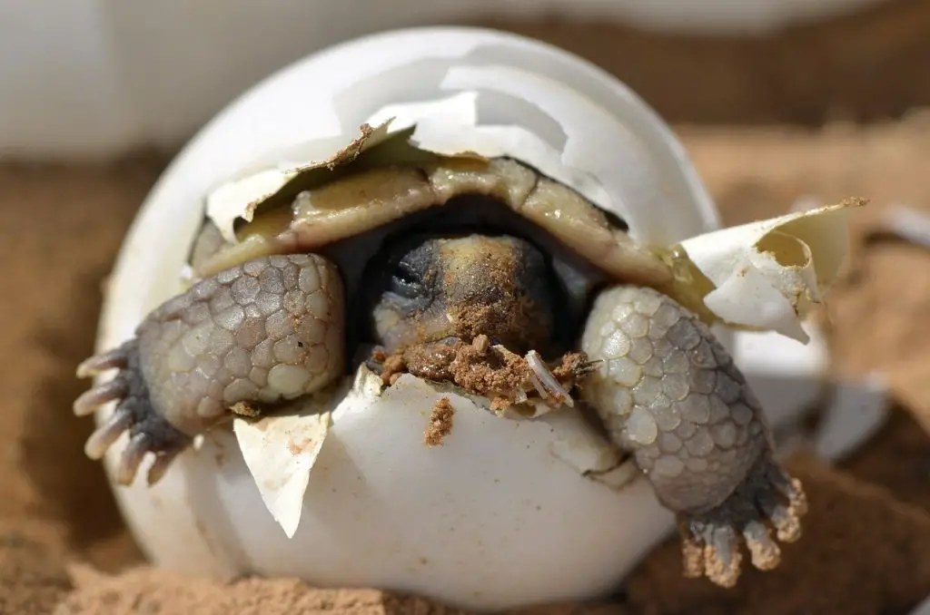 Nesting Turtles May Bury Themselves