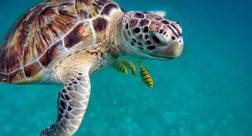 You are currently viewing Turtle Adoption – How Do You Adopt a Sea Turtle?