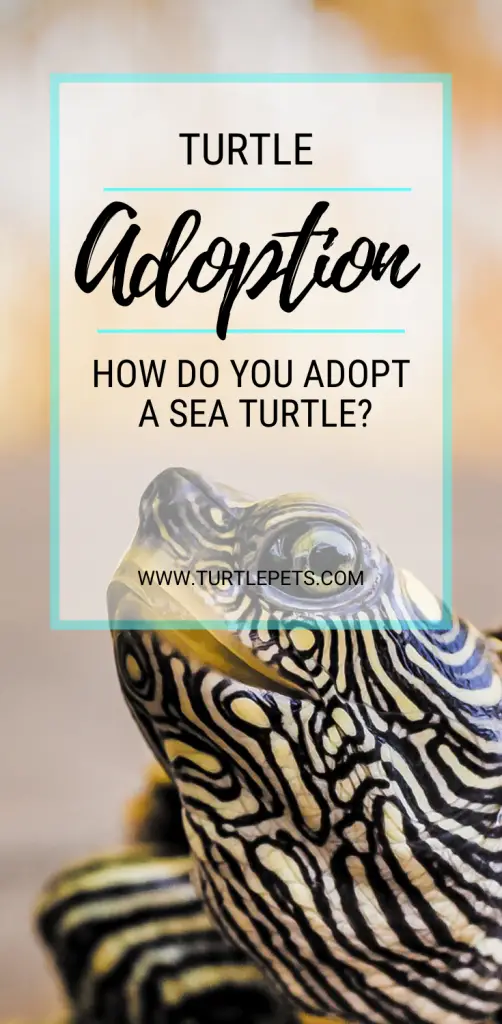 Turtle Adoption pin