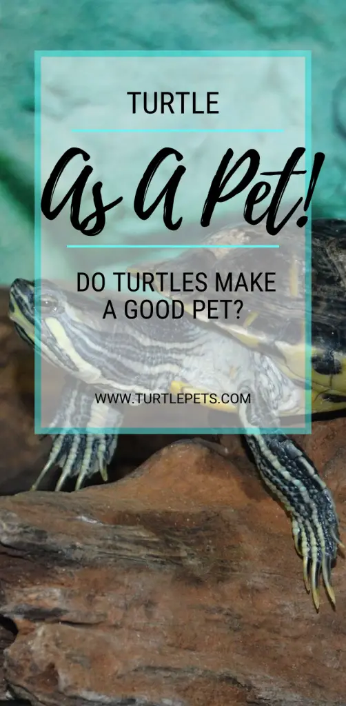 Turtle As A Pet Do Turtles Make A Good Pet pin