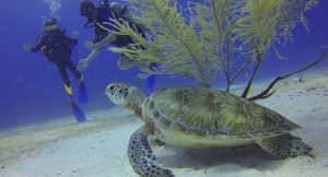 Read more about the article Why Do Turtles Bury Themselves [+Useful Tips]