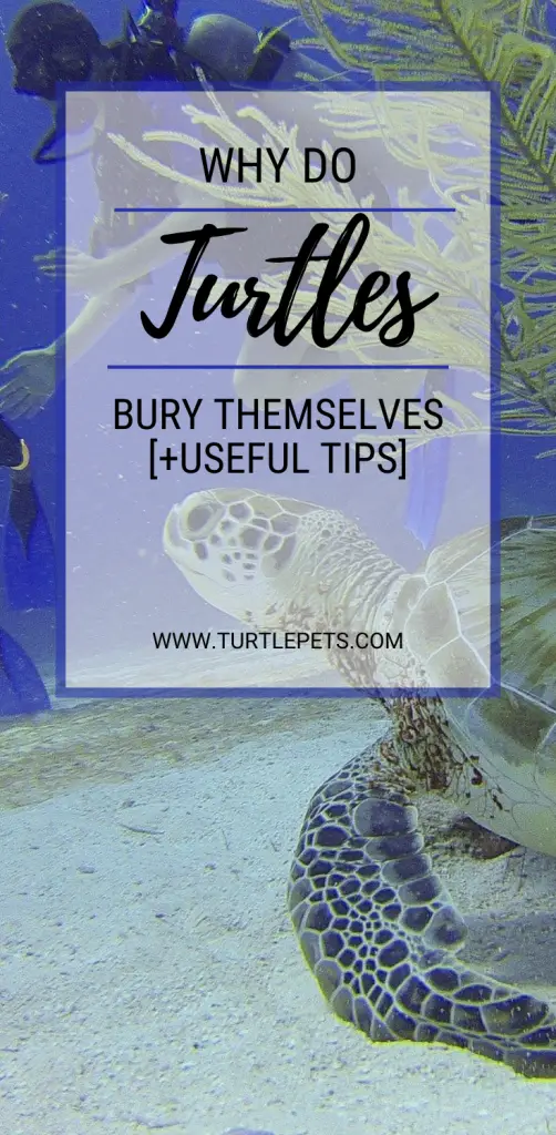 Why Do Turtles Bury Themselves [+Useful Tips] | TurtlePets