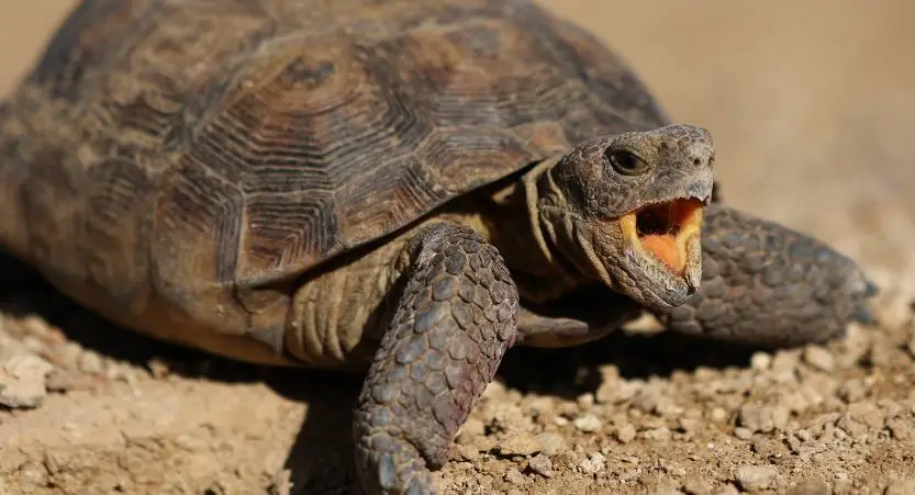 You are currently viewing Why Do Turtles Hiss? [Amazing Facts!]