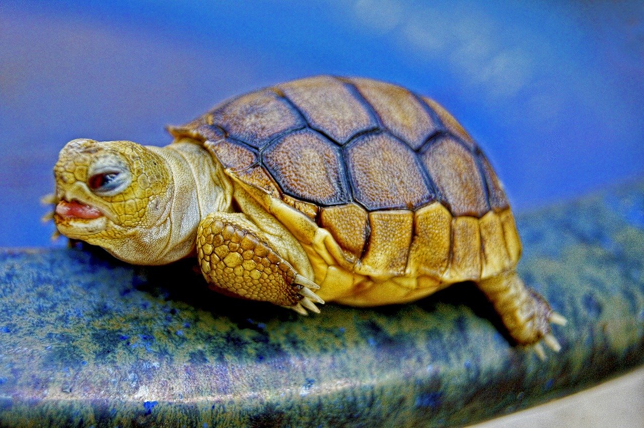 baby turtle.