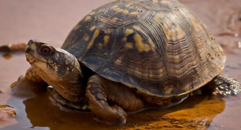 How Big Do Box Turtles Get? A Box Turtle as Pet | TurtlePets