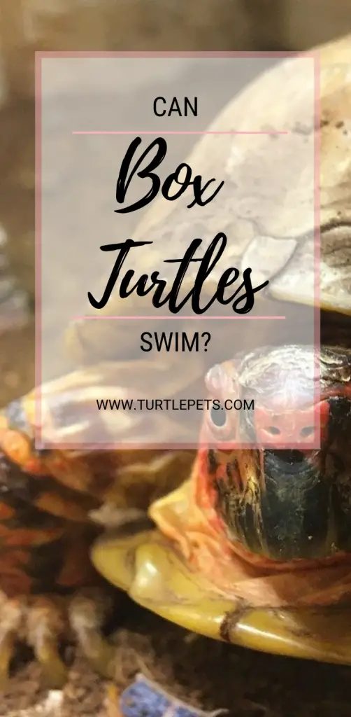 Can Box Turtles Swim pin