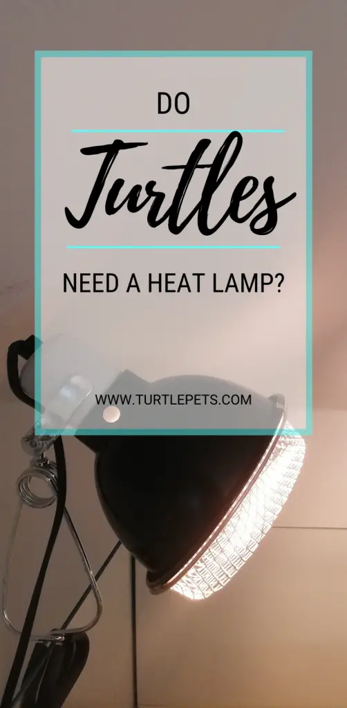 Do Turtles Need A Heat Lamp pin