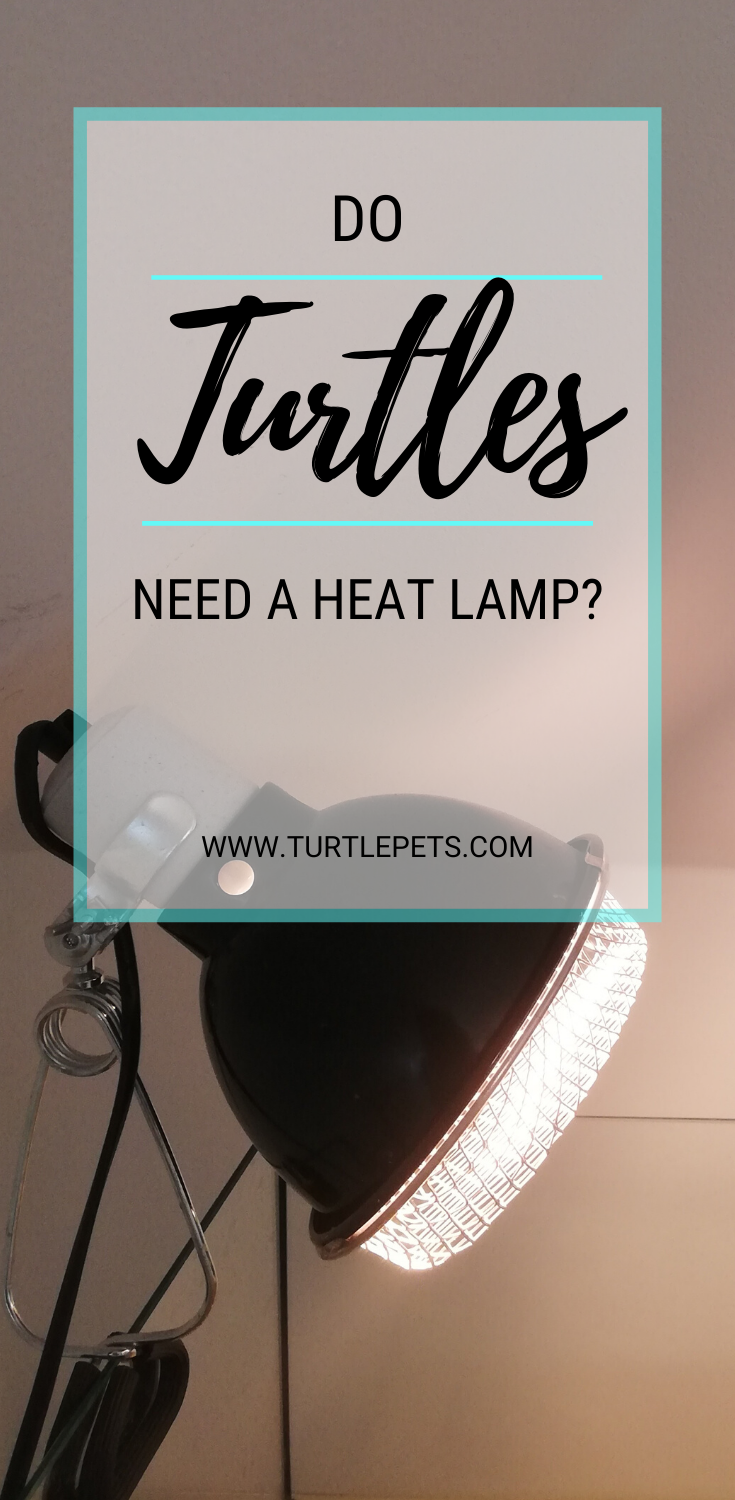 Do Turtles Need A Heat Lamp? Heat LAMP OFF at night? TurtlePets