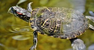 Read more about the article Do Turtles Need Companions? Are Turtles Social?