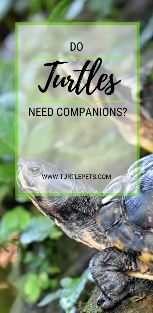 Do Turtles Need Companions