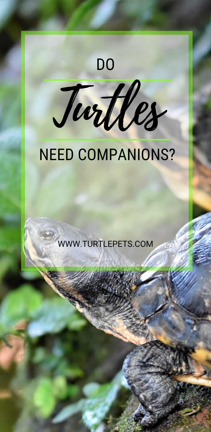 Do Turtles Need Companions? Are Turtles Social? | TurtlePets