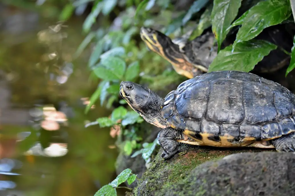 why-your-pet-turtle-needs-clean-tank-water