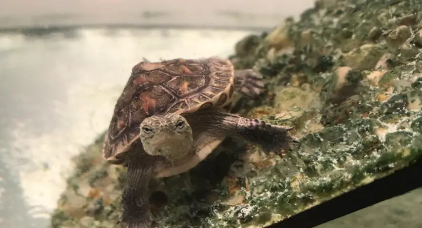 You are currently viewing Why Does My Turtle Swim Frantically? [with Video]