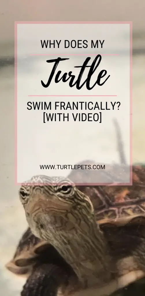 Why Does My Turtle Swim Frantically pin