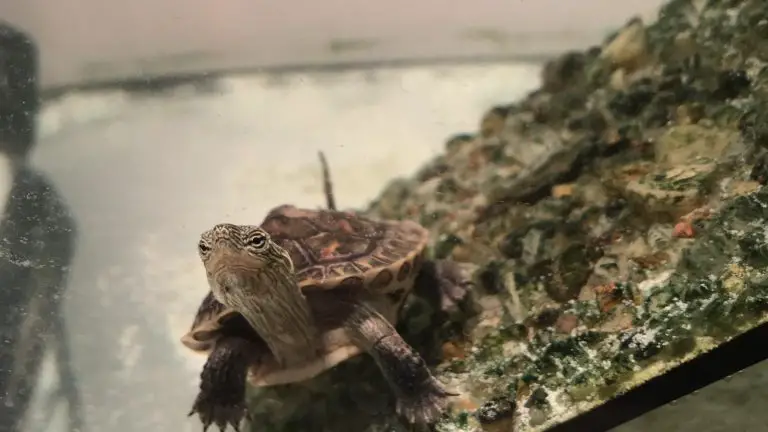 Why Does My Turtle Swim Frantically? [with Video] | TurtlePets