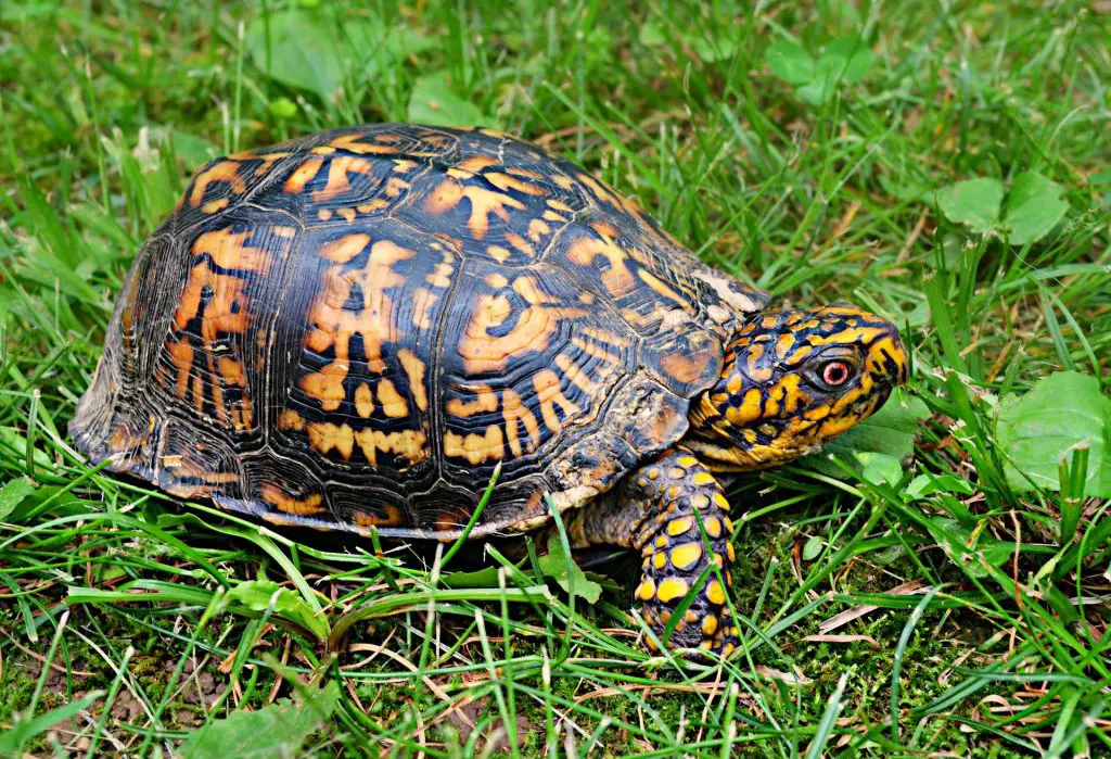 Will A Box Turtle Bite